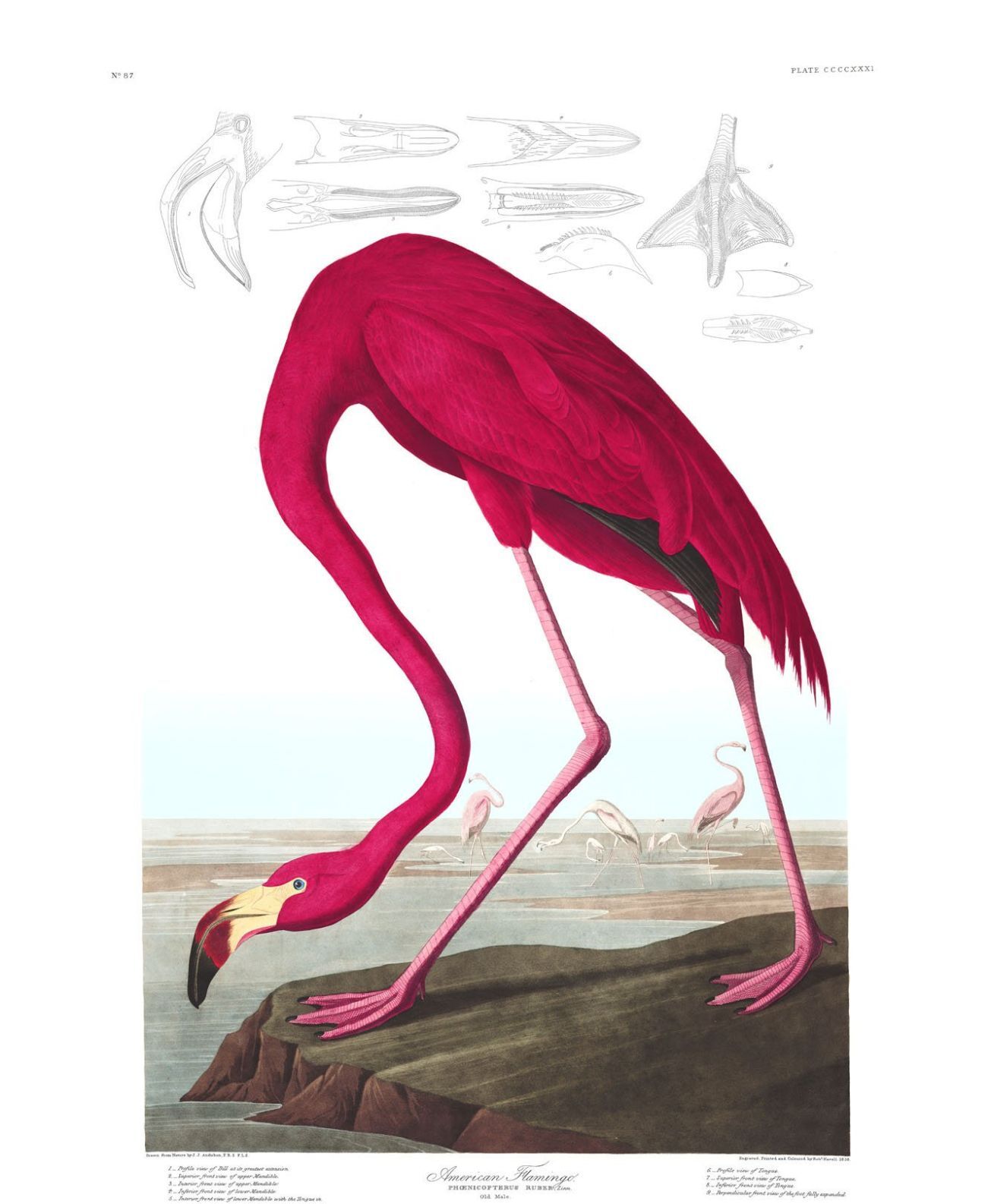 Audubon's "Birds of America"